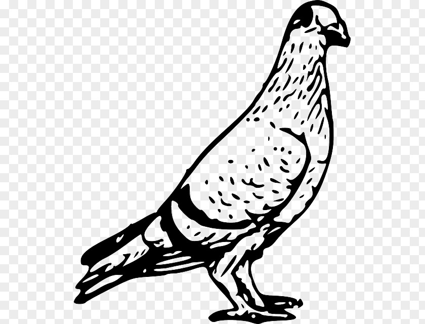 Zoology Domestic Pigeon Columbidae Bird Clip Art PNG