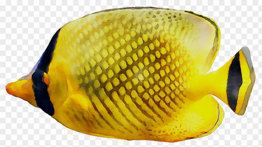 Latticed Butterflyfish Butterflyfishes Yellow Aquarium Coral PNG