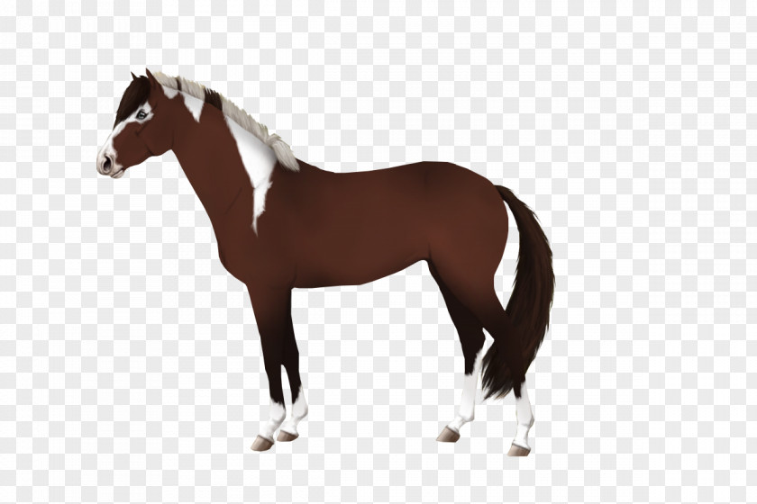 Mustang Mane Stallion Mare Colt PNG