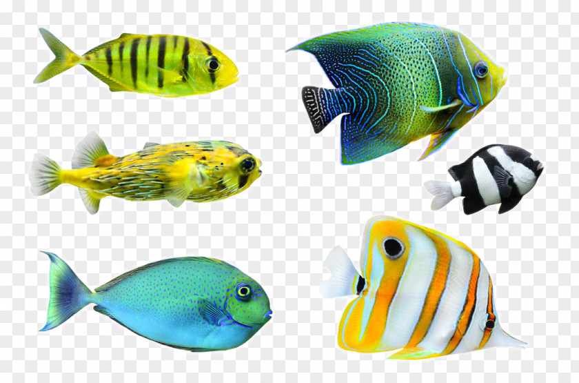 Tropical Fish Desktop Wallpaper Photography PNG