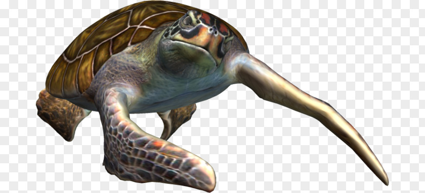 Turtle Sea Clip Art PNG