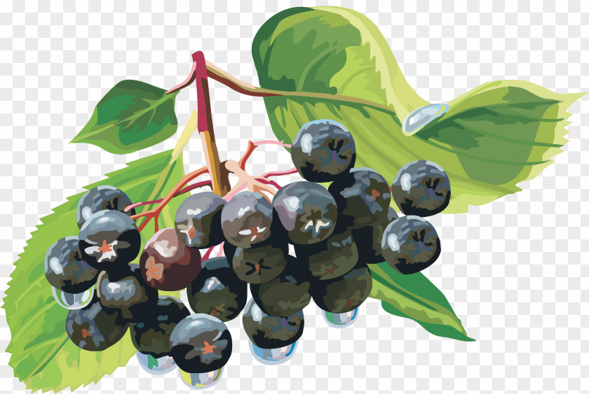 Berries Berry Clip Art PNG