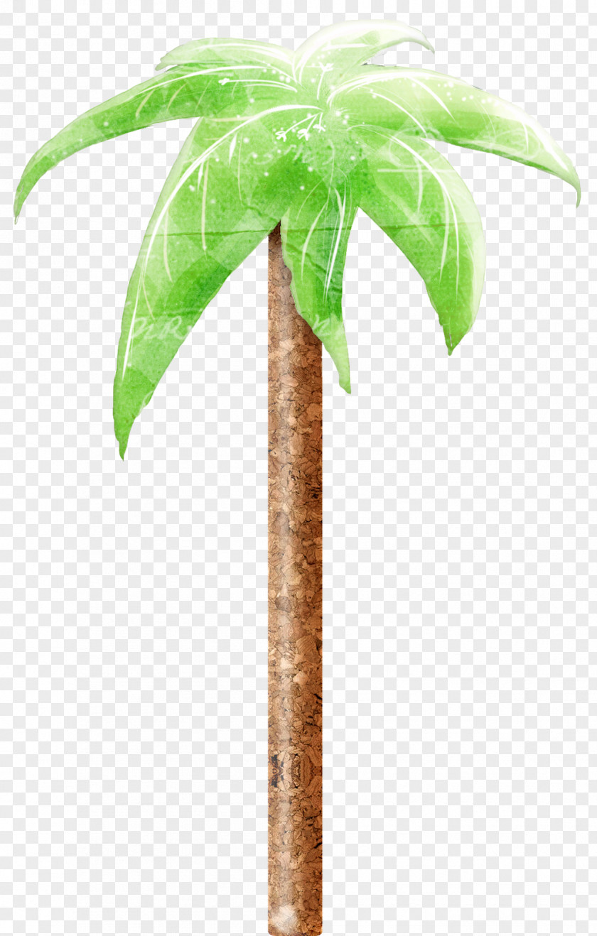 Coconut Flowerpot Date Palm Plant Stem Trees PNG