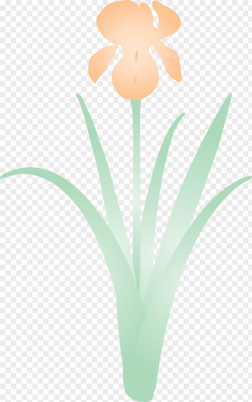 Iris Flower Spring PNG