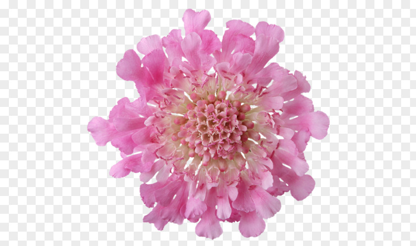 Scabiosa Pincushion Flower Clip Art Still Life: Pink Roses PNG