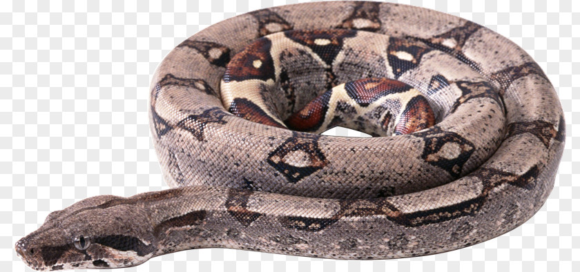 Serpiente Snake Boa Constrictor Boas Clip Art PNG