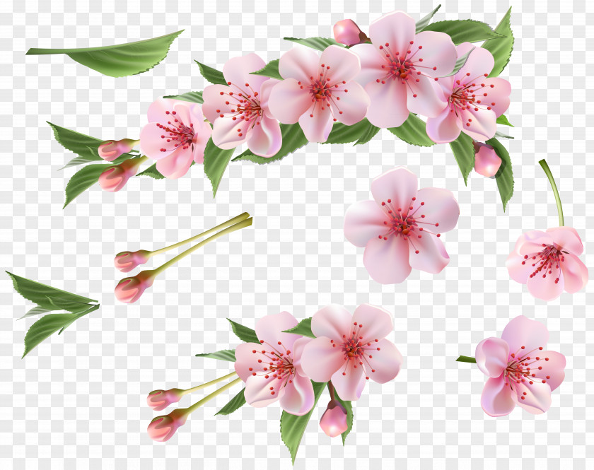 Spring Branch Pink Elements Clipart Clip Art PNG