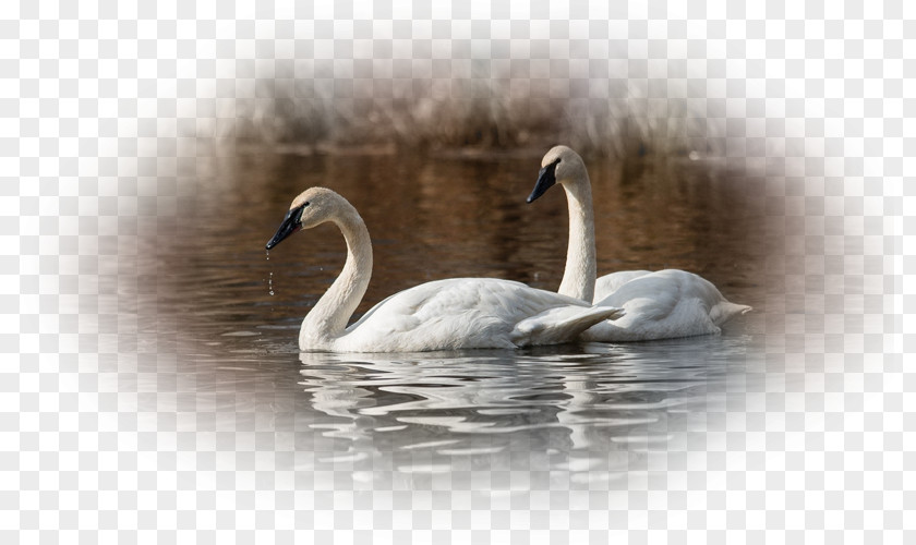 Bird Desktop Wallpaper Cygnini Trumpeter Swan PNG