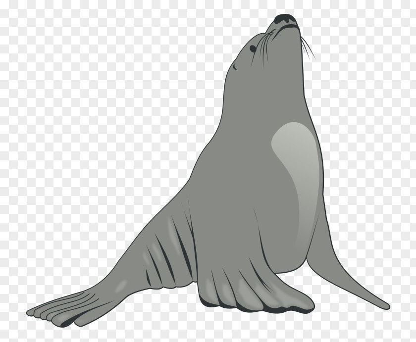 Bull Clip Earless Seal Sea Lion Walrus Art PNG