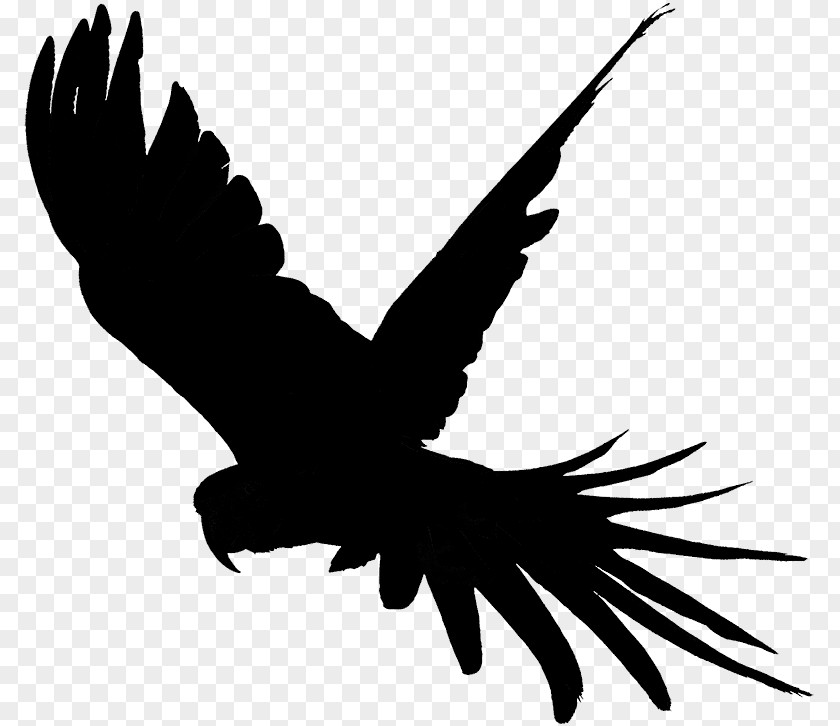 Clip Art Fauna Silhouette Beak Feather PNG