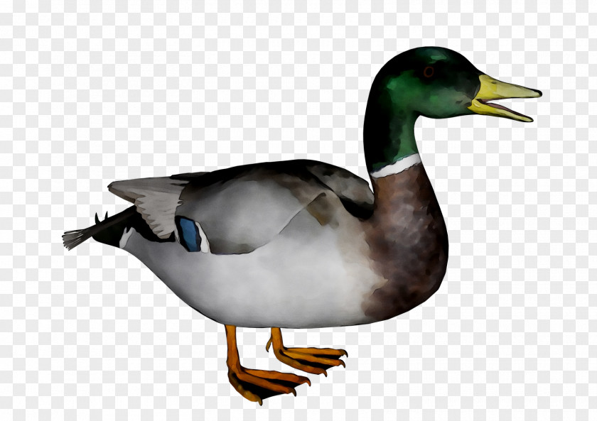 Donald Duck Clip Art Mallard American Pekin PNG