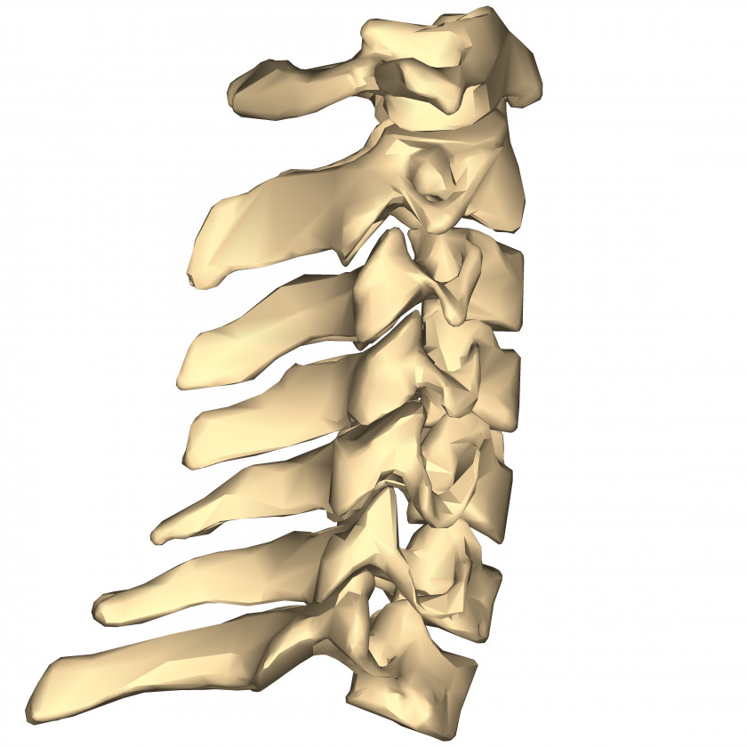 Joint Cervical Vertebrae Spinal Nerve Vertebral Column Thoracic Atlas PNG