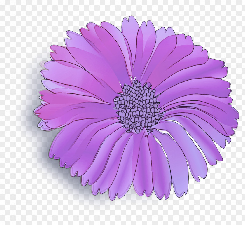 Pink African Daisy Lavender PNG
