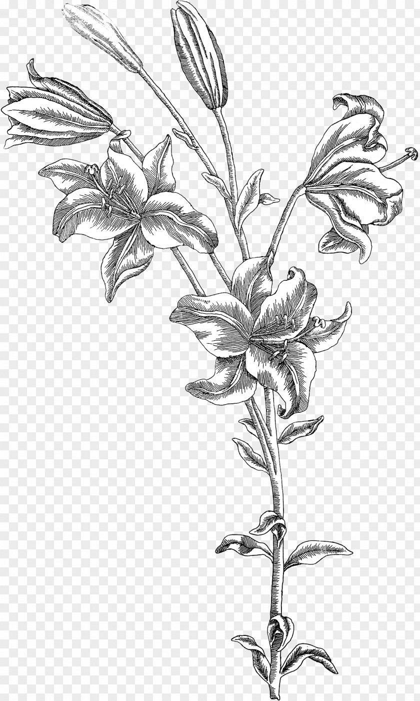 The Fairy Scatters Flowers Twig Drawing Botany Plant Stem /m/02csf PNG
