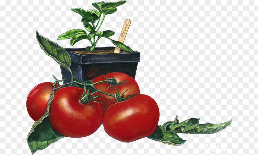 Vegetable Bush Tomato Juice Bruschetta Italian Cuisine Mamma DiSalvo's PNG