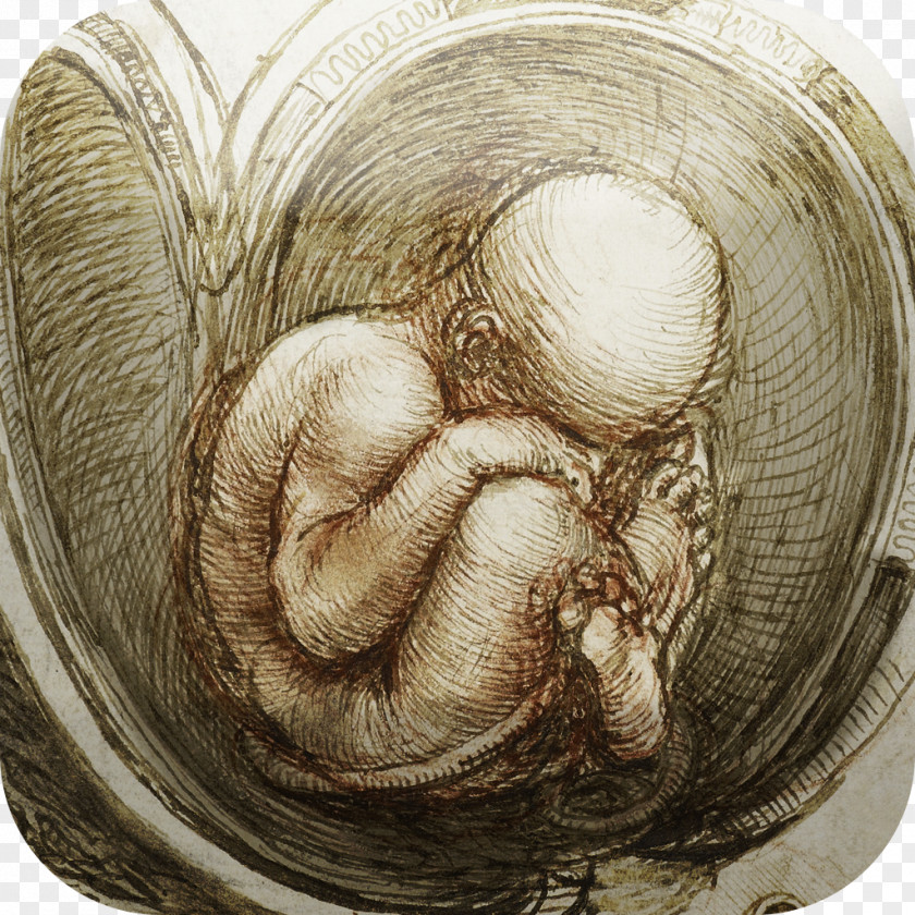 Anatomy Anatomical Drawings Studies Of The Fetus In Womb Leonardo Da Vinci: Mechanics Man PNG