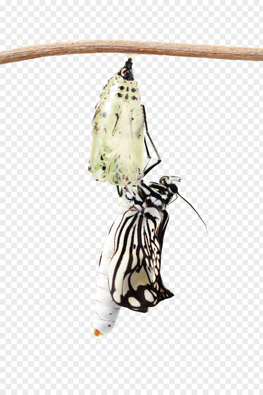 Butterfly Monarch Moth Translation Spanish PNG
