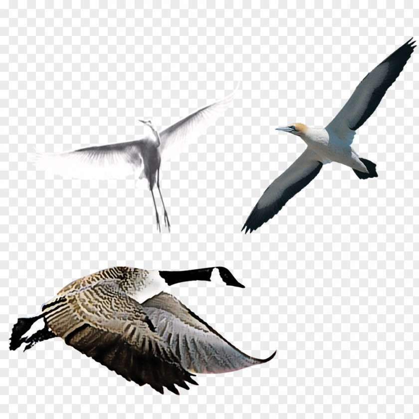 Flock Of Birds Swan Goose Bird PNG