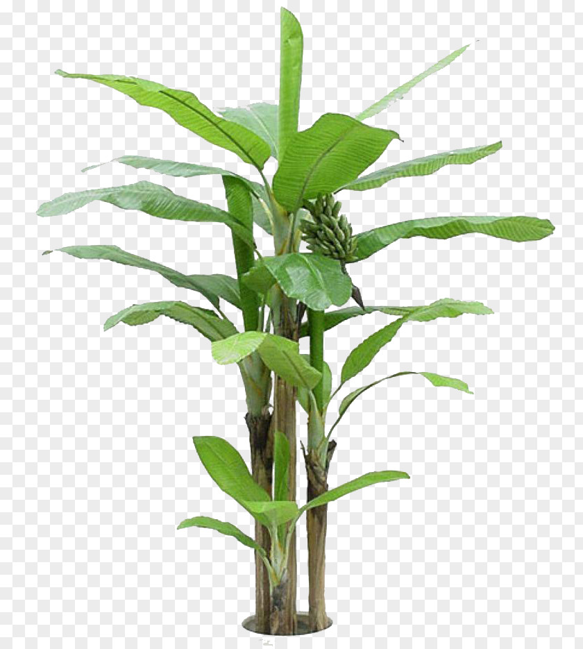 Green Banana Leaves Cooking Tree Arecaceae PNG