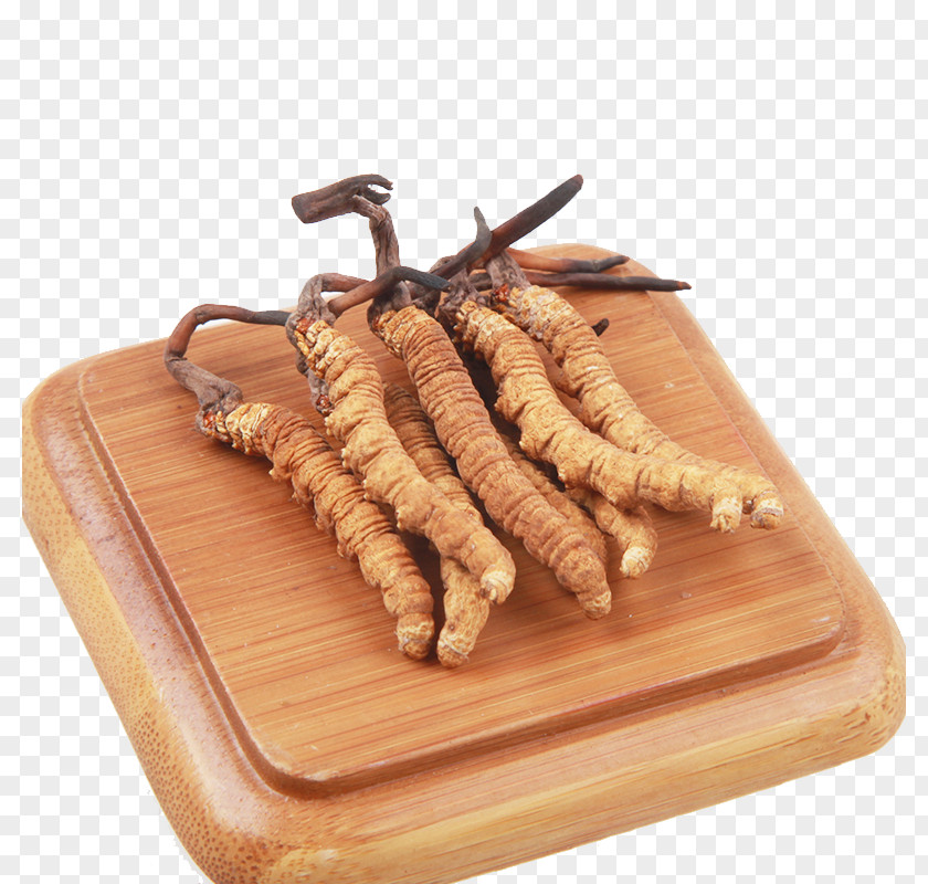 Herbs Cordyceps Yushu Tibetan Autonomous Prefecture Caterpillar Fungus Traditional Chinese Medicine PNG