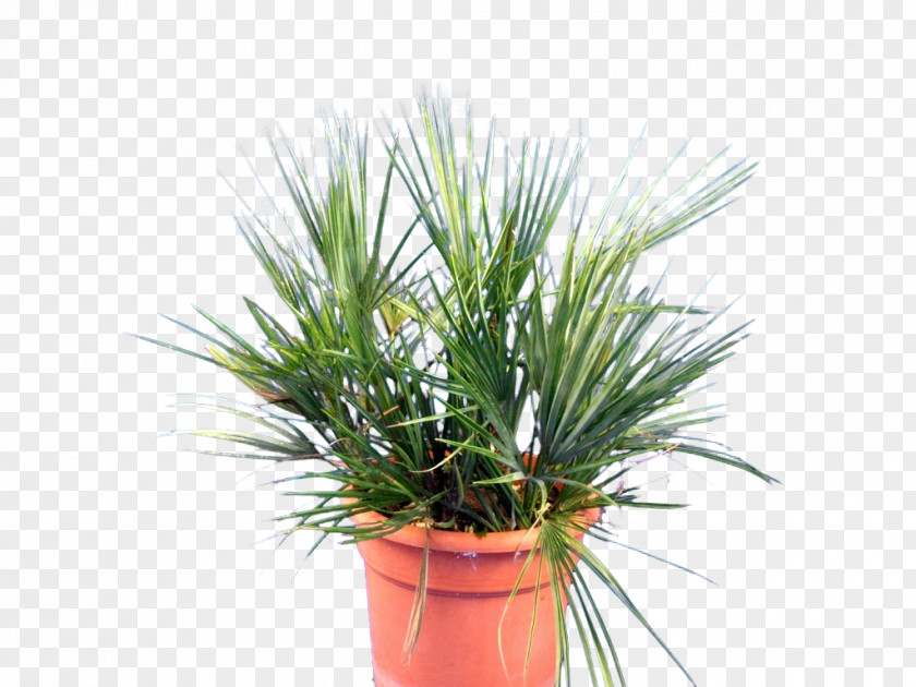 Plants Palm Trees Chamaerops Humilis Vascular Plant Orchids PNG