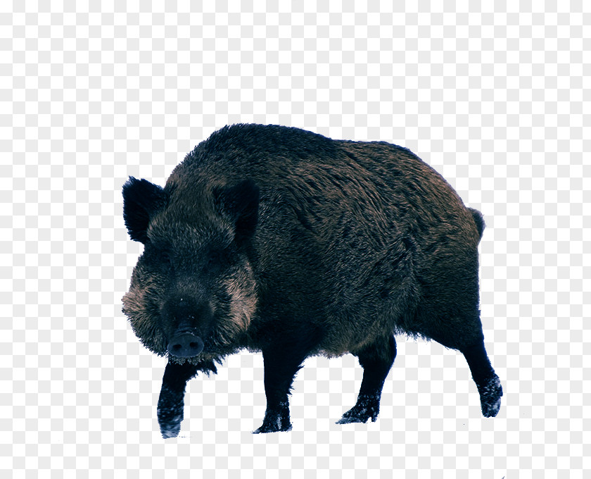 Boar Material Wild Peccary Game PNG