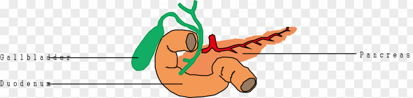 Cartoon Logo Pancreatic Vector Material Brand Thumb Font PNG