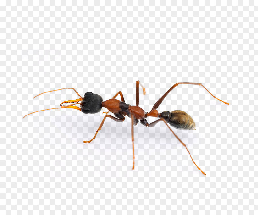 Cockroach Jack Jumper Ant Pest Termite PNG
