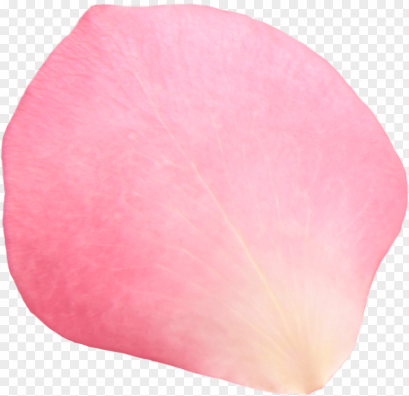 Flower Petal Pink Beach Rose Clip Art PNG