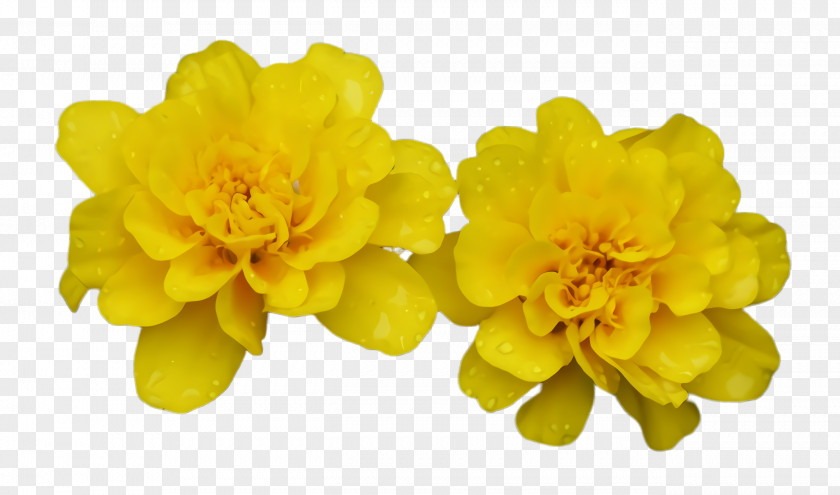 Tagetes Plant Marigold Flower PNG