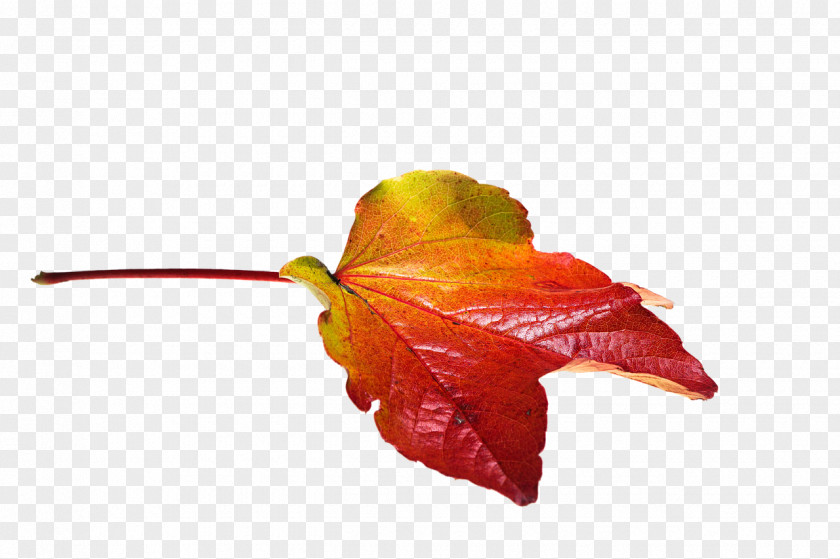Autumn Leaves Leaf Color PNG