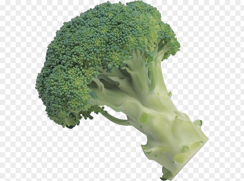 Broccoli Slaw Leaf Vegetable PNG