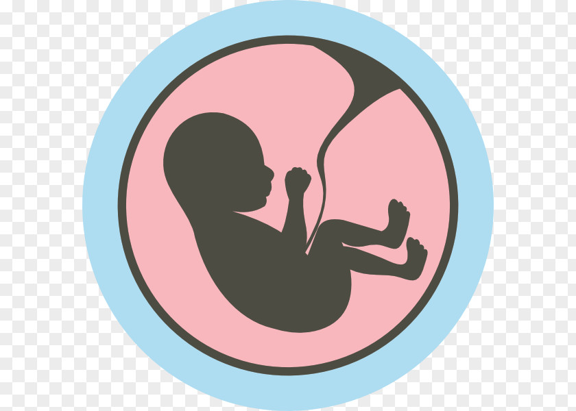 Child Studies Of The Fetus In Womb Uterus PNG
