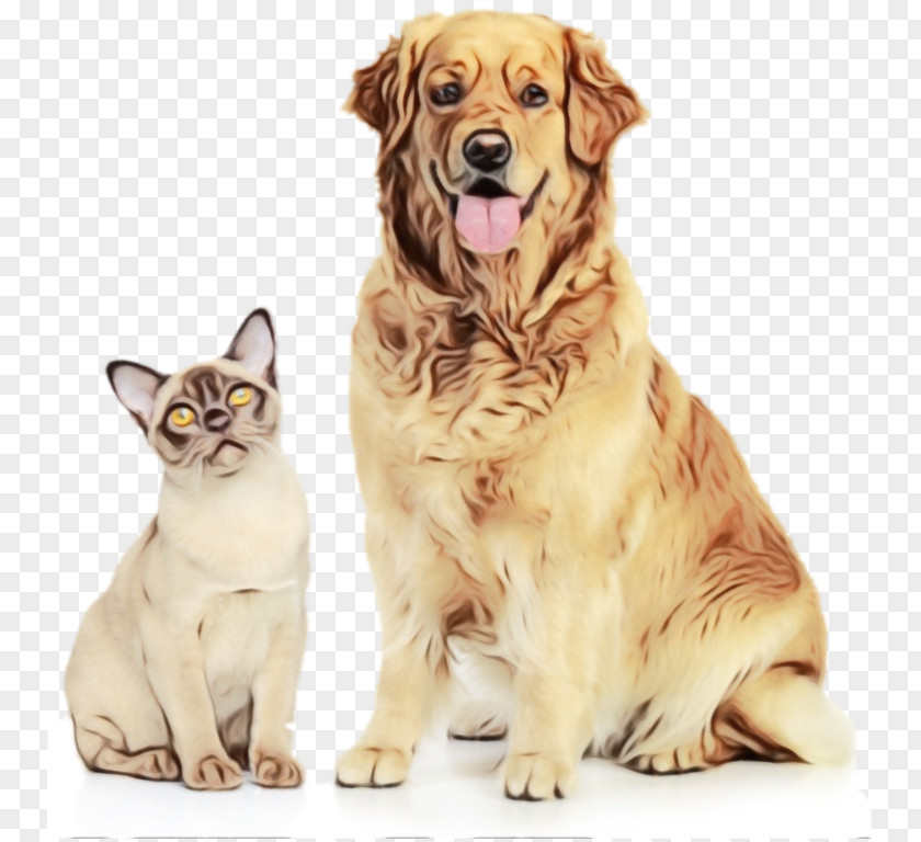 Hovawart Kitten Dog Housetraining Puppy Pet Bark PNG