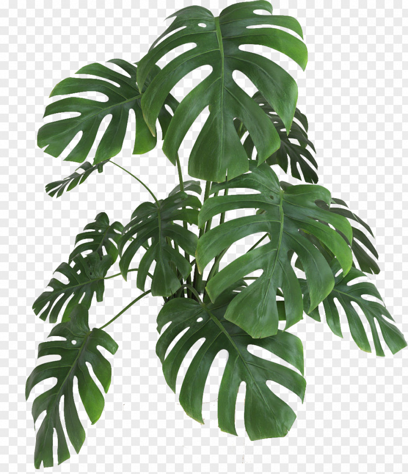 Leaf Swiss Cheese Plant Houseplant Green PNG
