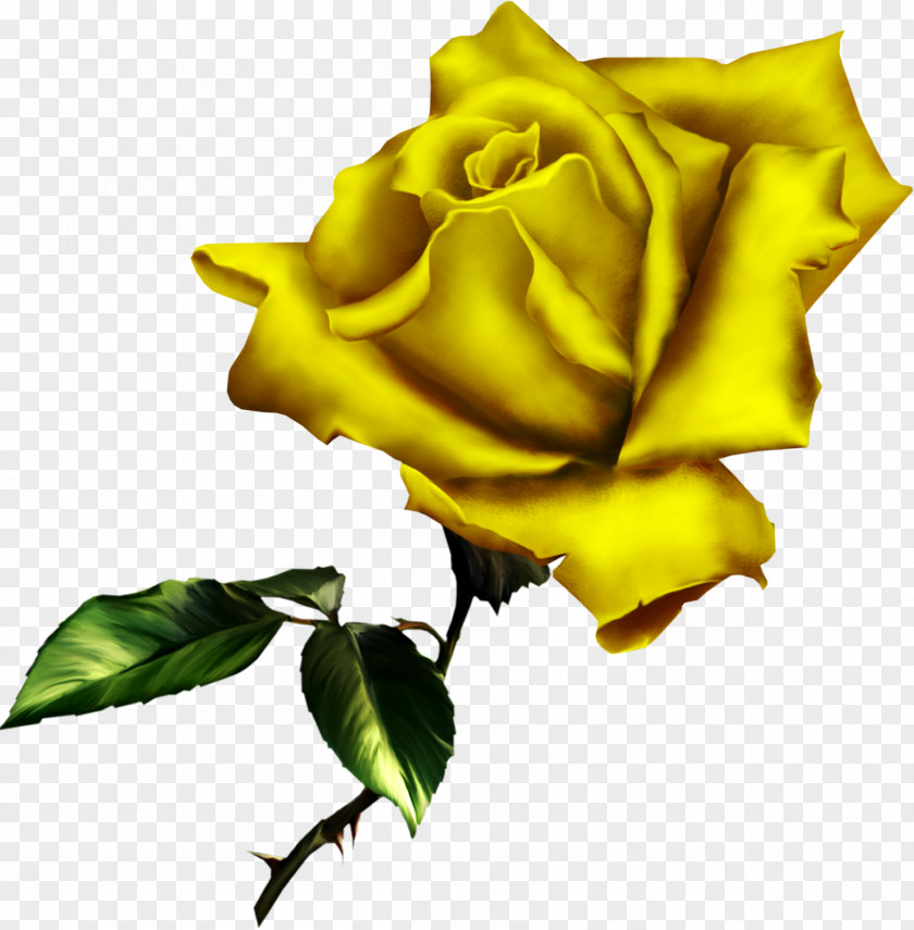 White Rose Painting Clip Art PNG