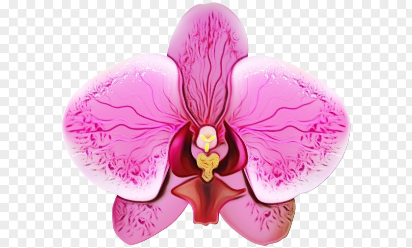 Flowering Plant Magenta Pink Moth Orchid Petal Flower Violet PNG