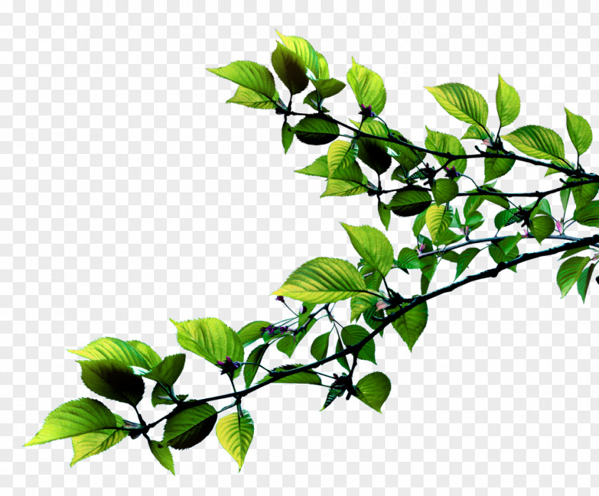 Leaf Plant Stem Twig Succulent PNG
