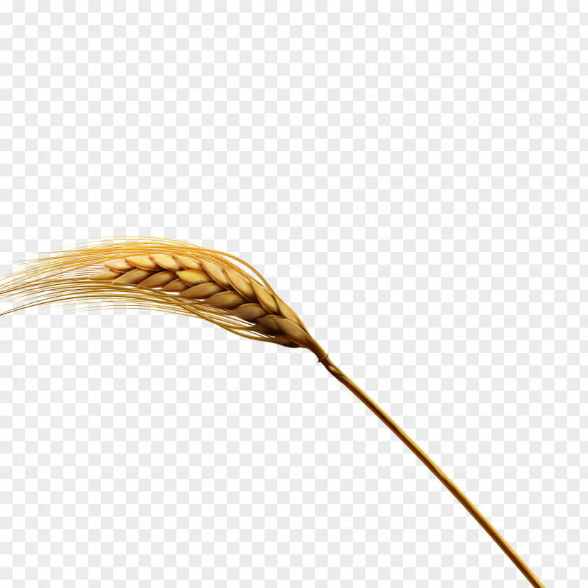 Newborn Wheat Emmer Chemical Element PNG