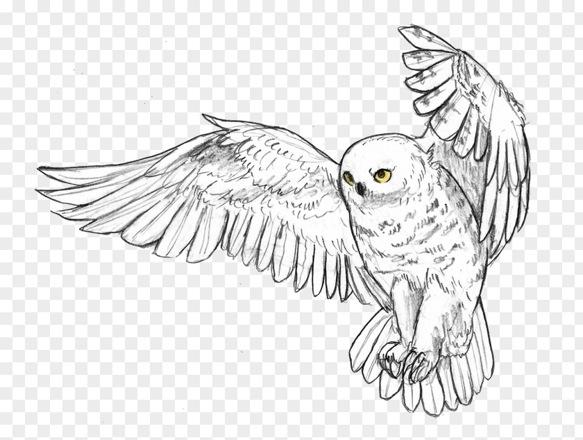 Owl Snowy Bird Great Horned Drawing PNG