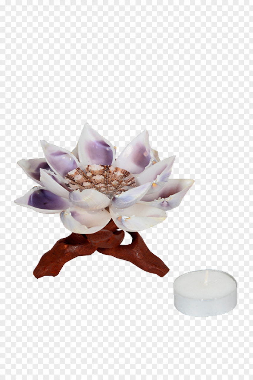Decorative Lotus Petal PNG