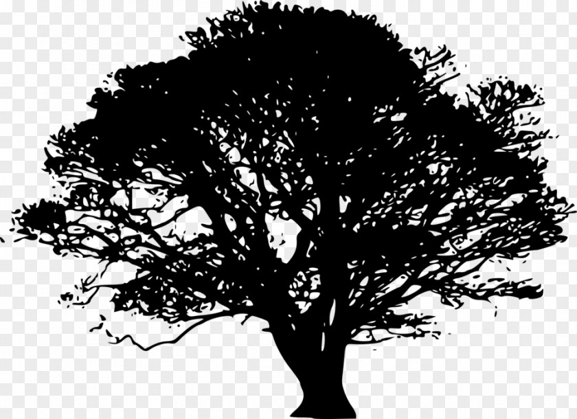 Mango Vector Tree Silhouette Art Clip PNG