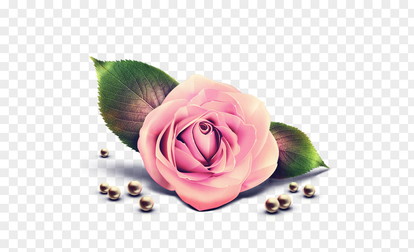 Rose Pink Clip Art PNG