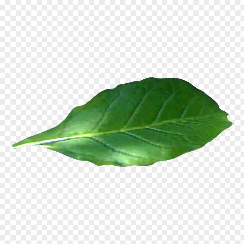 Tobacco Leaf Plants Wiki Pipe PNG