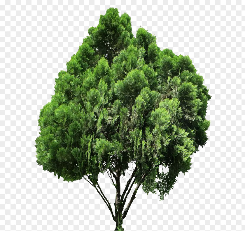 3d Trees Clip Art Conifers Image Tree PNG