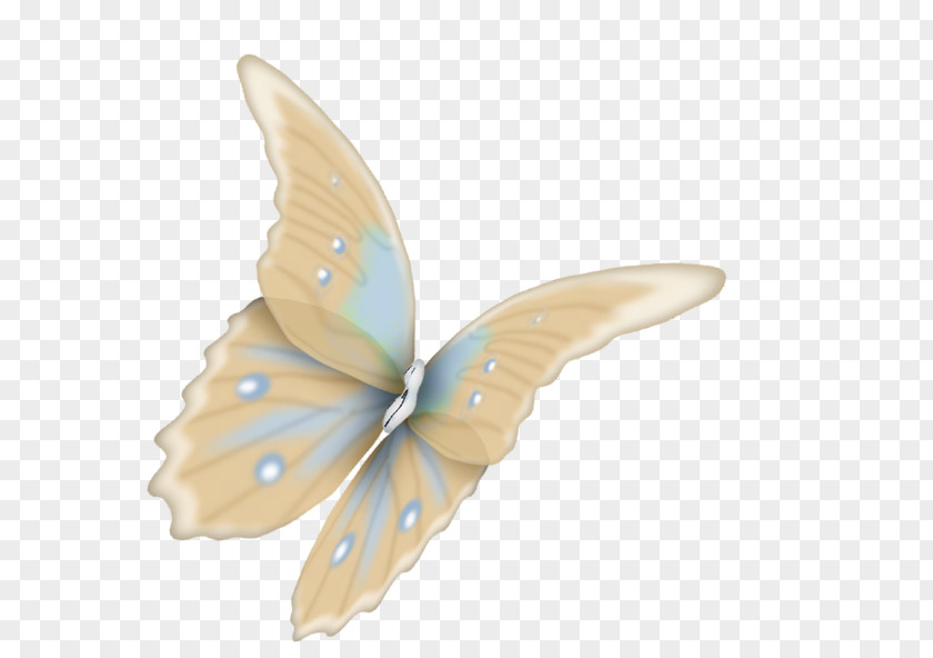 Butterfly Moth Animal .tr PNG