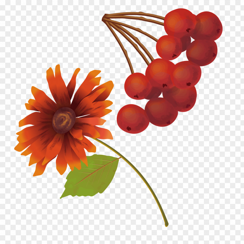 Chrysanthemum And Fruit Auglis PNG