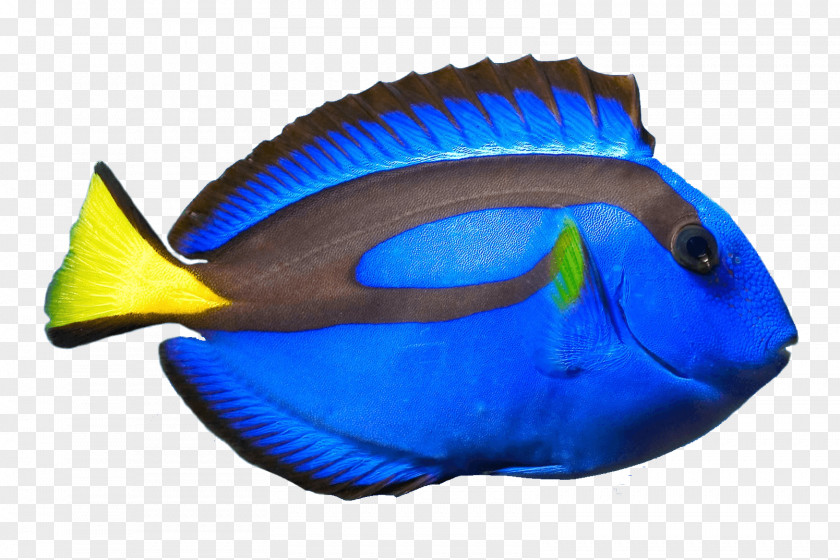 Dory Palette Surgeonfish Coral Reef Fish Ocellaris Clownfish PNG