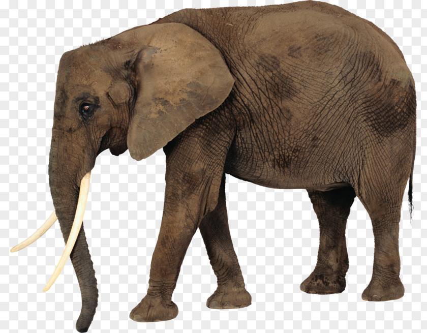 Elephant African Bush Desktop Wallpaper Clip Art PNG