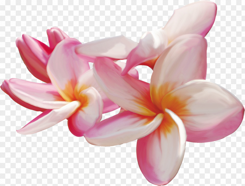 Frangipani Flower Drawing Clip Art PNG